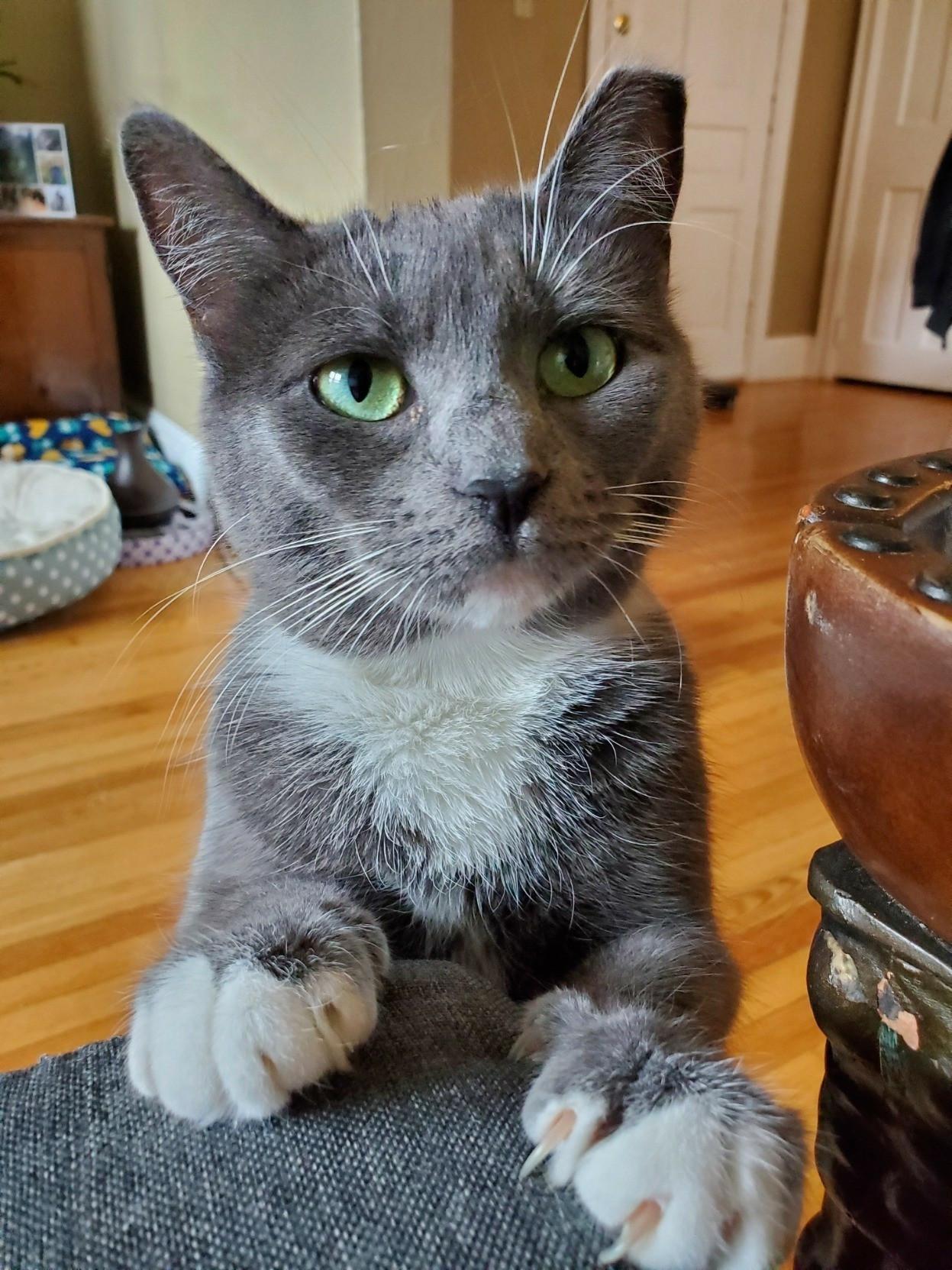 Cute grey and white kitten with striking green eyes, her paws are up on the couch and she's staring into the camera.