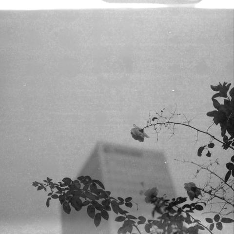 Ilford HP5 Plus 400 (6x6)

English Alt Text
A black‑and‑white photograph with sharp branches, leaves, and small flowers in the foreground. Behind them stands a tall building rendered out of focus, creating a contrast between crisp natural details and a soft, indistinct urban background.
Chinese Alt Text
一张黑白照片，前景中树枝、叶子和小花清晰可见。背景是一栋高楼，但被刻意虚化，形成自然细节清晰与城市建筑模糊之间的对比。