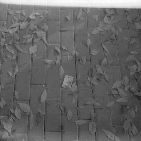 Ilford HP5 Plus 400 (6x6)

English Alt Text
A black‑and‑white photo of a brick walkway covered with dry leaves. In the center lies a small rectangular photograph or paper, partially hidden by the leaves. The object shows a bright band at the top, as if from light exposure. The scene evokes themes of memory and time.
Chinese Alt Text
一张黑白照片，画面为铺满落叶的砖地。中央放着一张小的长方形照片或纸片，被落叶部分遮住。照片顶部有一道亮带，像是曝光造成的效果。整体氛围带有记忆与时间流逝的意味。