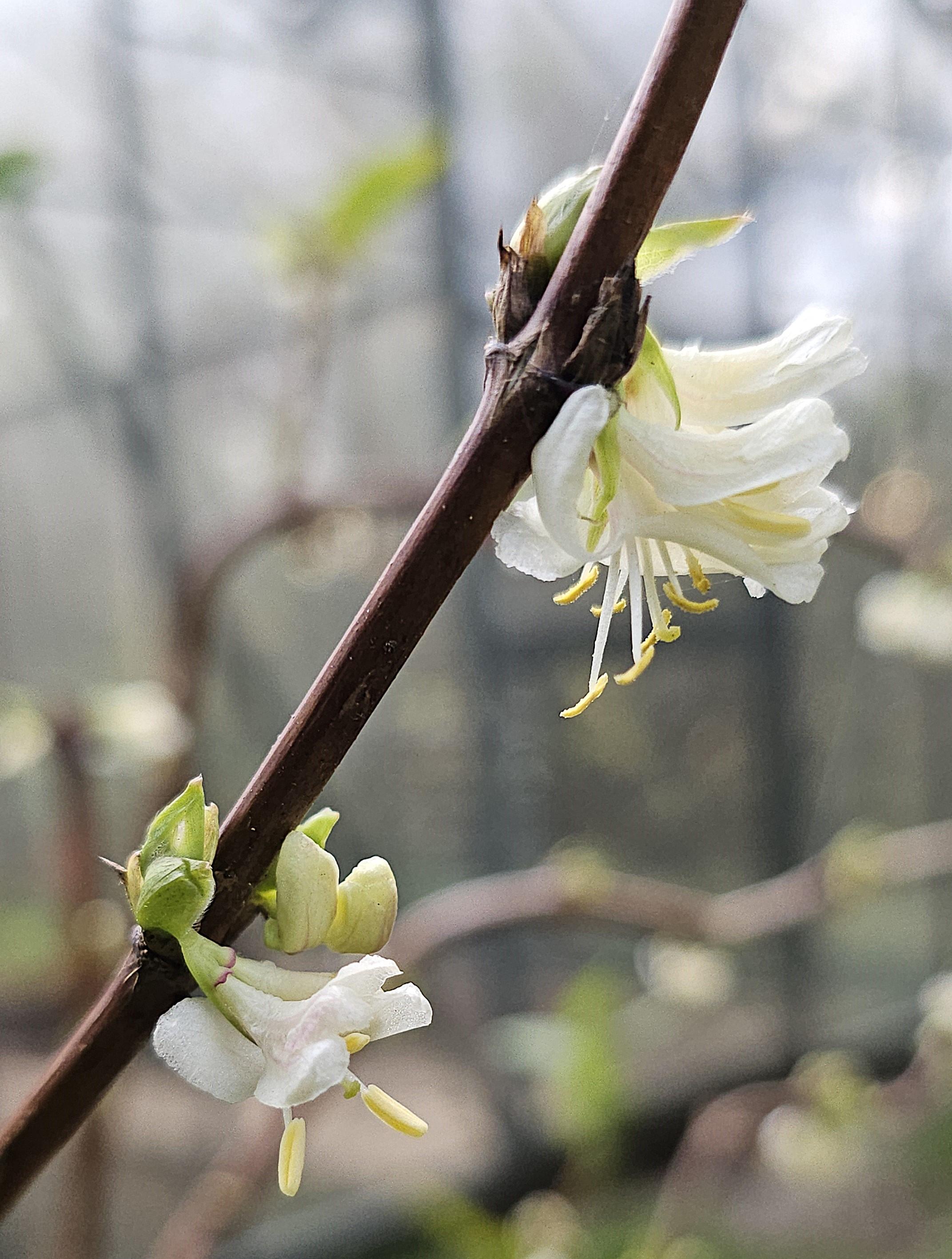Two yellow and white honeysuckle flowers on a brown stem.