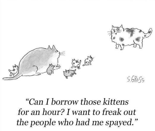 Simple cartoon showing two cats, one of which has little kittens around it. The other is saying, “Can I borrow those kittens for an hour? I want to freak out the people who had me spayed.”