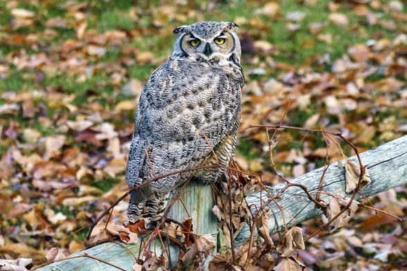 Photo of a Great Horned Owl, probably female based on the size. Sitting on a fence post looking at the camera, fallen leaves and grass out of focus in background. As seen in my back yard. November 2018