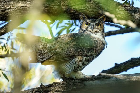 Photo of a Great Horned Owl standing on a tree branch, side profile with head turned toward the camera. Out of focus green leaves partially obscuring the owl, blue sky behind. Taken in the Magpie Meander natural area in Fort Collins, CO, September 2023.