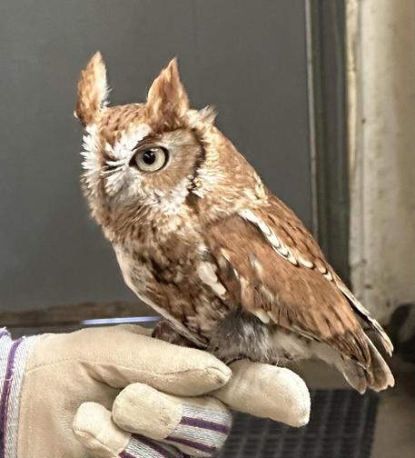 Closeup photo of an Eastern Screech Owl sitting on a gloved human hand. Mottled brown and tan feathers, dark background. This little one is a rescue at the Northern Colorado Raptor rehab center, recovering from injuries sustained being hit by a car, a common occurrence for raptors of all sizes. Although fully recovered she cannot be returned to the wild because her injuries mean she can’t fly well enough to survive. Instead she’s an ambassador, and goes on field trips with the rescue crew when …