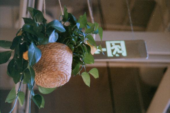 Harman Phoenix 200 II (FF)

English Alt Text:
A woven basket planter hangs from the ceiling, filled with lush green foliage that cascades downward. Behind the plant, a green illuminated emergency exit sign with white Chinese characters is partially visible, slightly obscured by the leaves. The combination of natural greenery and functional signage creates a striking contrast between decoration and utility in the interior space.

Chinese Alt Text:
一个编织吊篮悬挂在天花板上，里面种满了茂盛的绿色植物，枝叶向下垂落。植物后方有一个绿色发光的紧急…