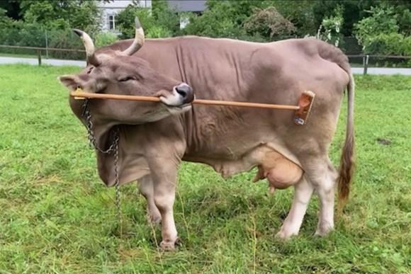 "The smart cow". Using tools.