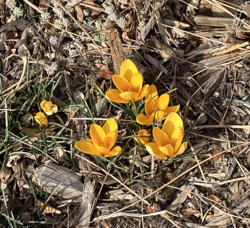 Yellow Crocuses.  61°F today in northern Colorado. Snowpack averages are less than 55% of normal, less than any year since 1987. March-April typically highest snowfall totals but probably won’t be enough to make up the shortfall, which will mean a busy umber for the firefighters.