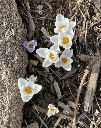 White Crocuses.  61°F today in northern Colorado. Snowpack averages are less than 55% of normal, less than any year since 1987. March-April typically highest snowfall totals but probably won’t be enough to make up the shortfall, which will mean a busy umber for the firefighters.