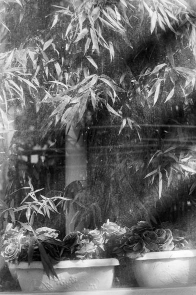 Rollei RPX 400 (FF)

English Alt Text
A black‑and‑white close‑up of a window with two flower pots on the sill. Each pot contains blooming roses and long leafy branches. The window glass appears dusty or fogged, adding texture. Behind the glass, more foliage is faintly visible, giving the scene a soft, quiet, garden‑like atmosphere.
中文替代文字
一张黑白特写照片，窗台上放着两个花盆，里面有盛开的玫瑰和细长的叶片。窗玻璃显得有些灰蒙，带来朦胧质感。玻璃后隐约可见更多植物，使画面呈现宁静、带有花园气息的氛围。