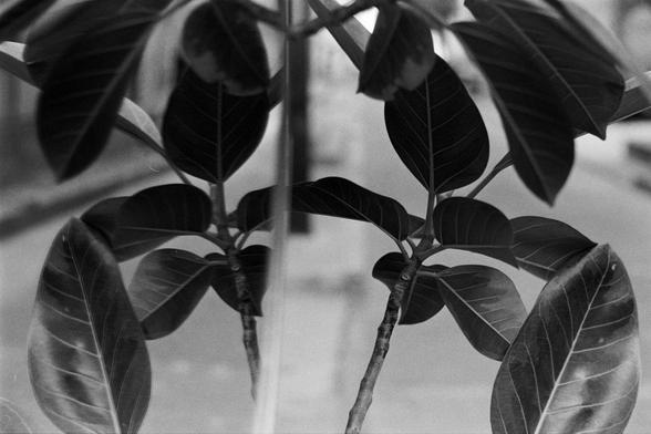 Rollei RPX 400 (FF)

English Alt Text:
A black-and-white photograph of a plant with broad, dark leaves. The plant stands in front of a reflective surface, likely a mirror, creating a symmetrical effect where the reflection mirrors the real plant. The blurred background emphasizes the leaves and their mirrored shapes. The composition highlights natural patterns, symmetry, and artistic balance, evoking a calm and contemplative mood.

中文替代文字：
这是一张黑白照片，画面主体是一株叶片宽大的植物。植物置于一面反射表面前，可能是镜子，形成对称效果，倒影与实物相…