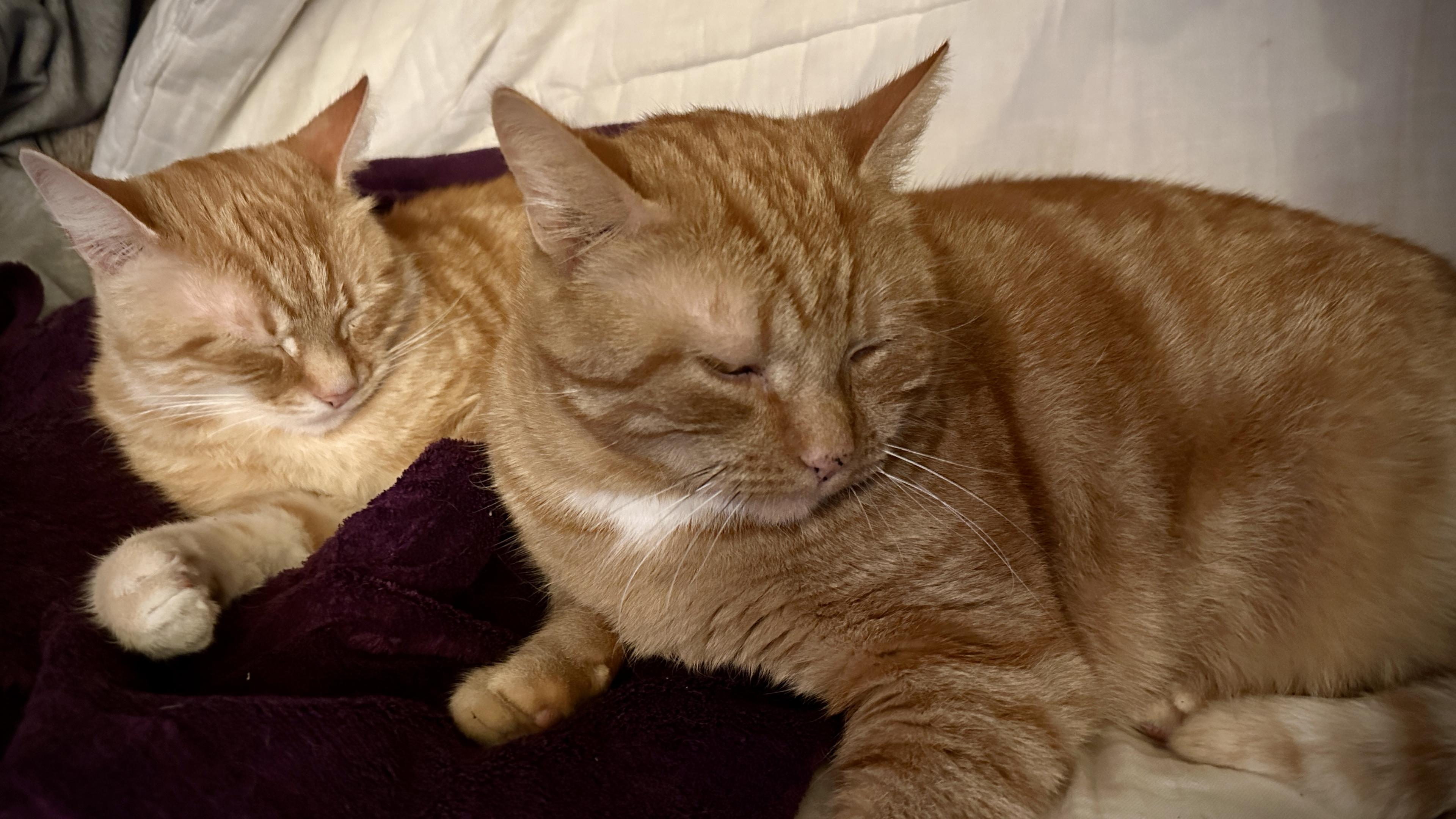 Washy (left) and George (right m) on the couch