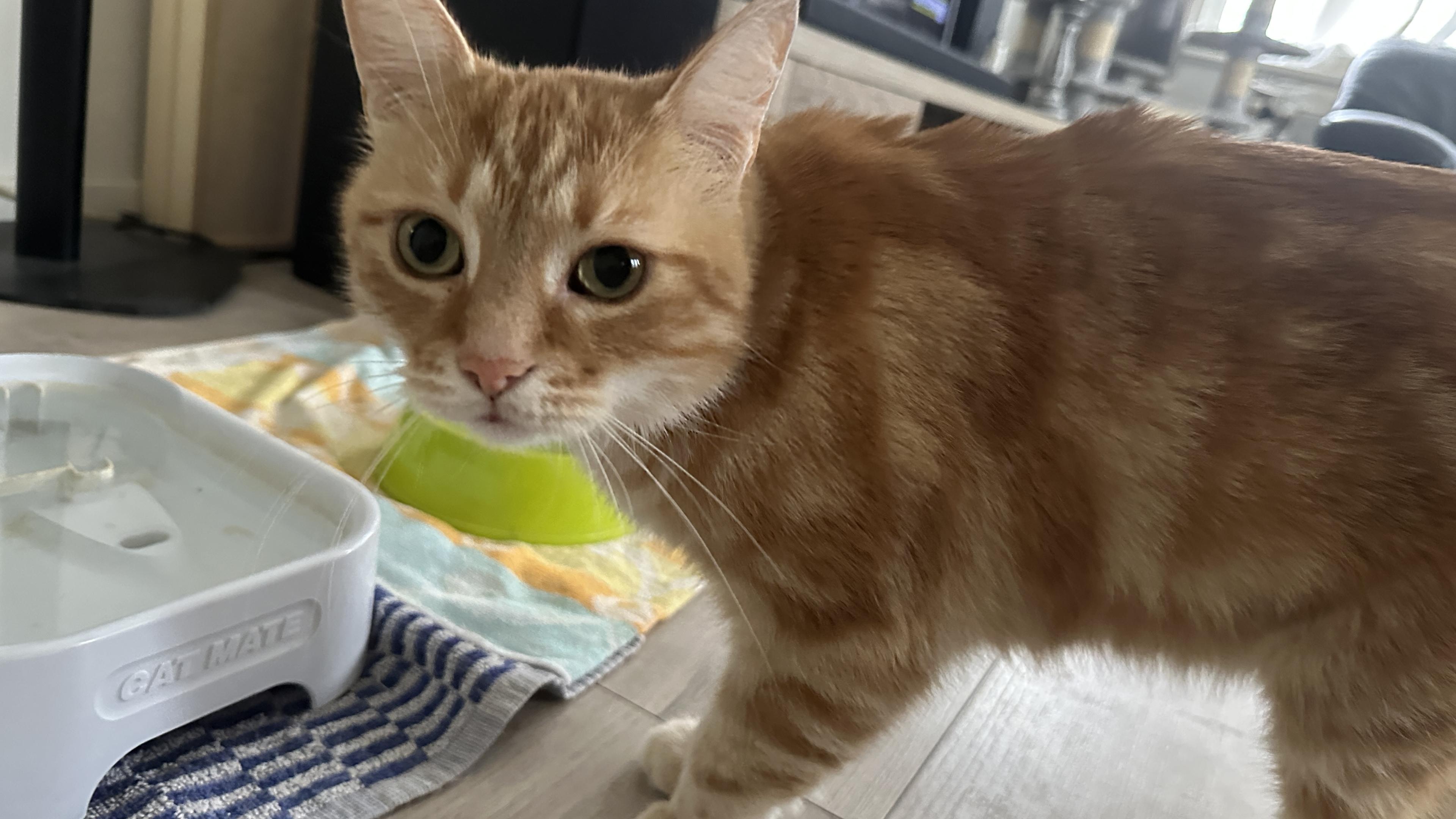 Washy the cat in the living room