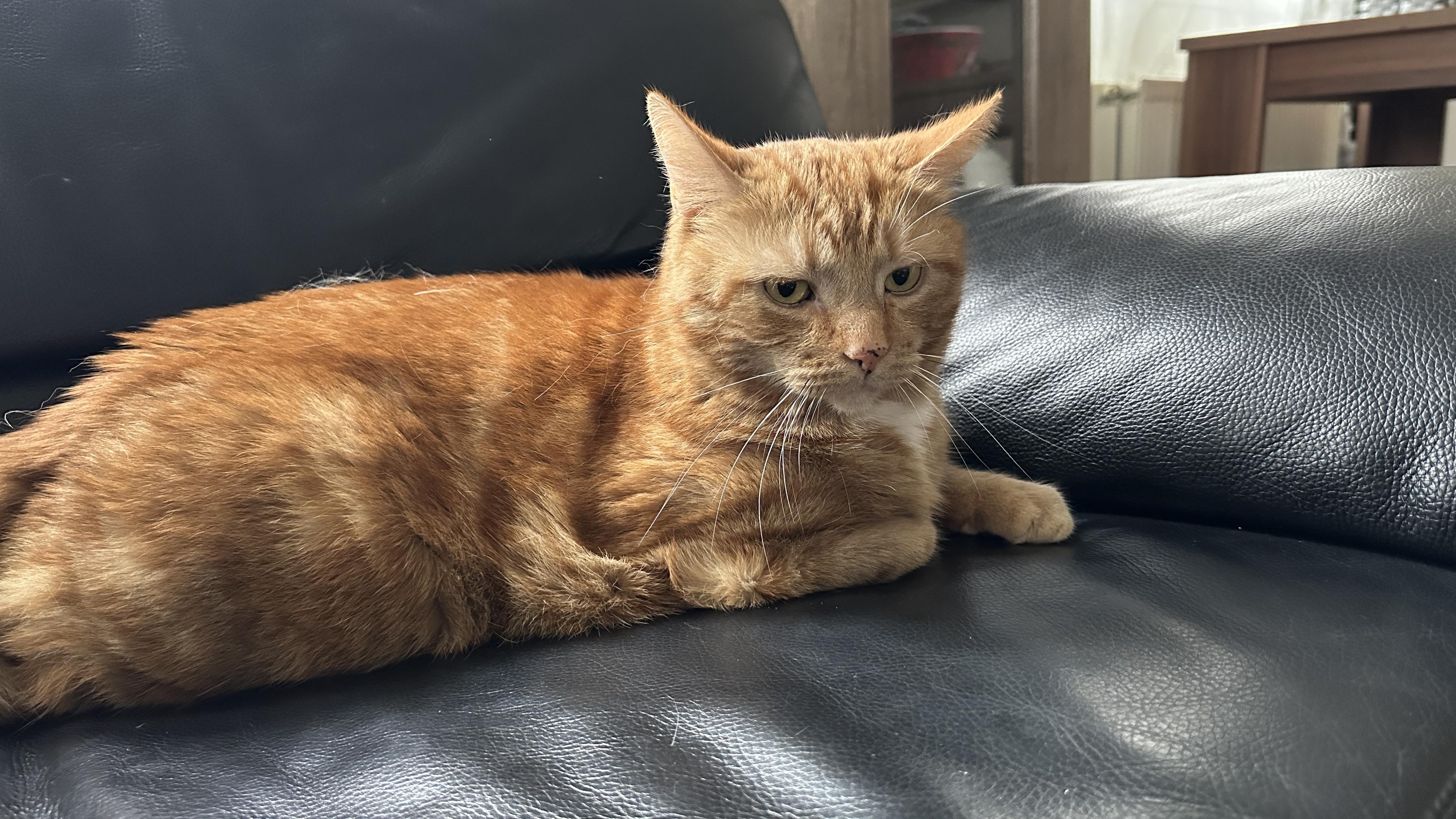 George the cat on the couch