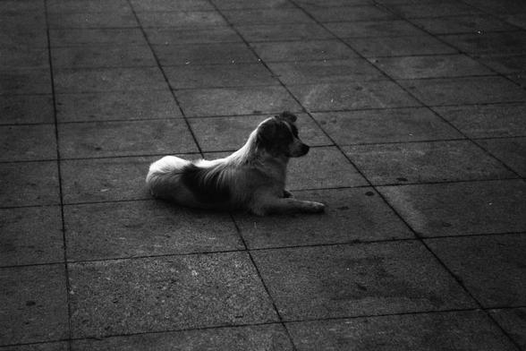 ERA 100 (FF)

Image 3 – English Alt Text
A black‑and‑white photo of a dog lying on a tiled pavement. The dog rests on its side, facing to the right. The ground is made of large square tiles arranged in a grid pattern. The scene feels quiet and still, with soft shadows adding a calm atmosphere.
Image 3 – 中文替代文字
一张黑白照片，一只狗躺在铺有方形地砖的地面上，身体侧卧，面向右方。地砖呈规则的网格排列。画面安静，柔和的阴影营造出平静的氛围。