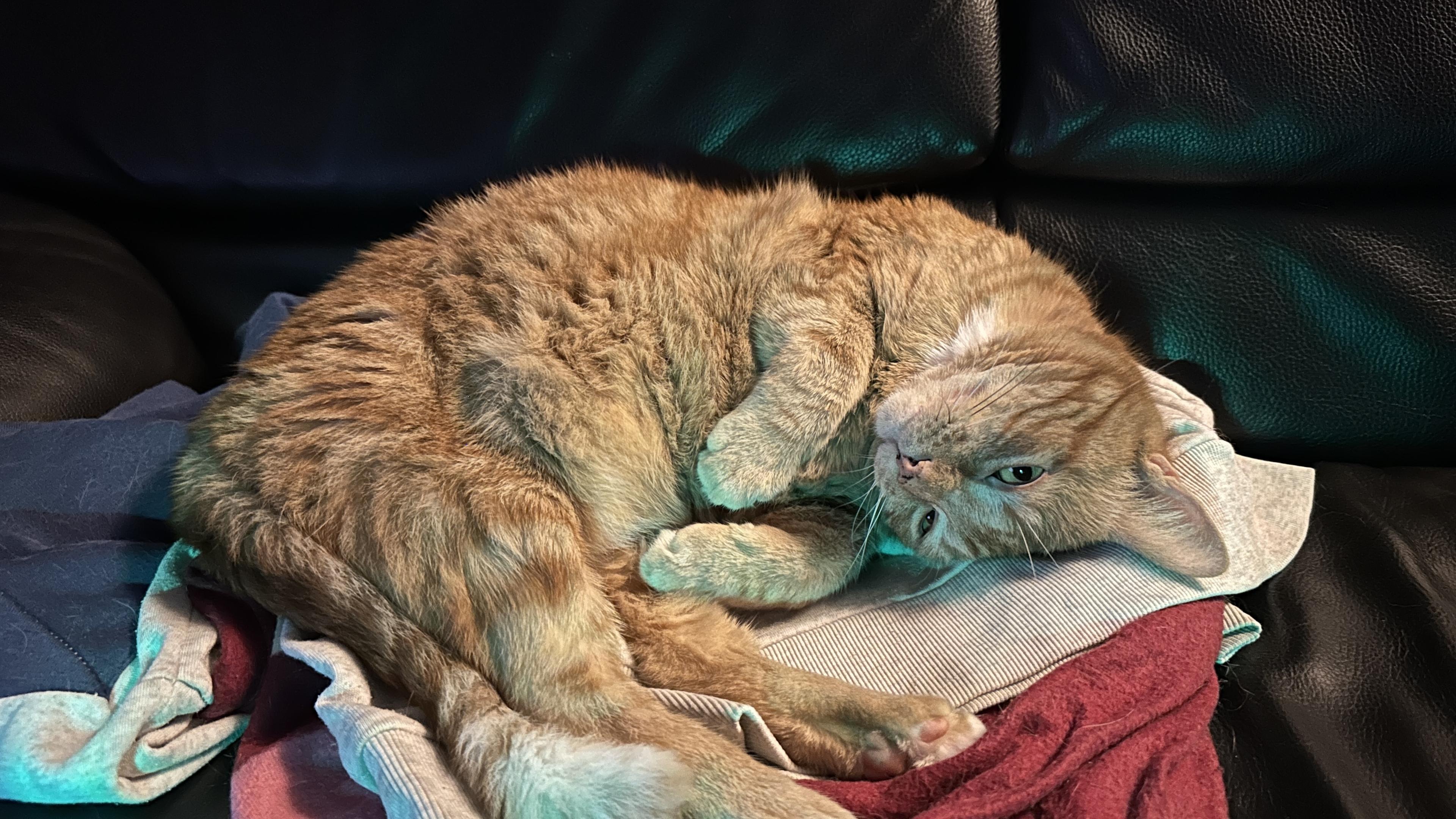 George the cat being cute upside down on the couch