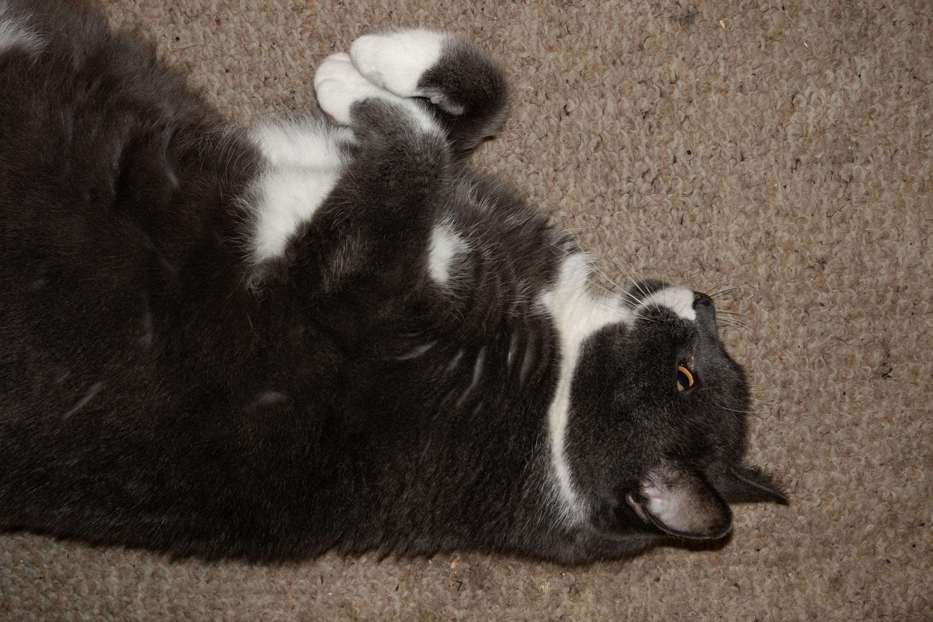 Partly view of our grey with white cat laying on his right side, front paws curled and eyes open