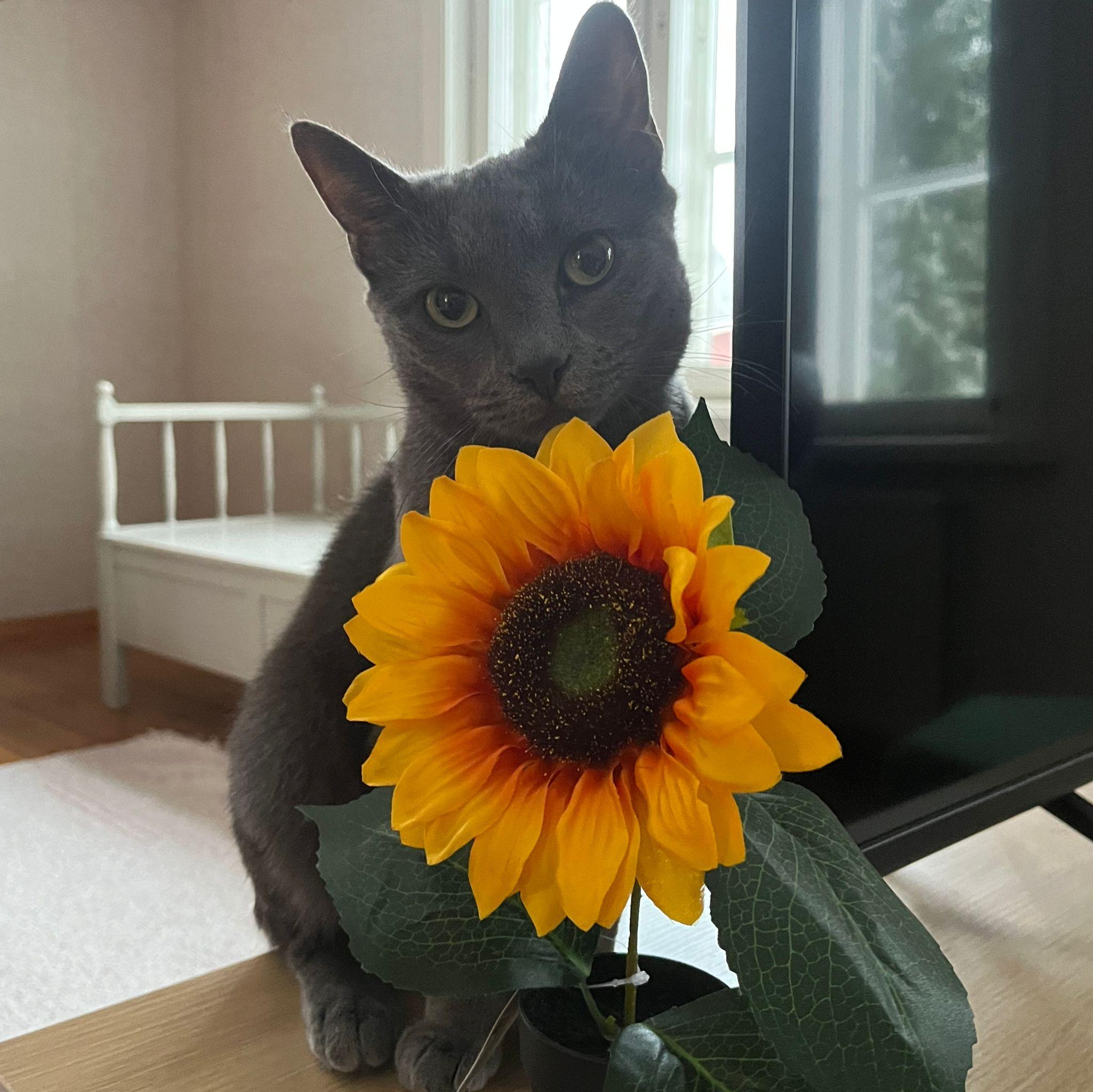 Silver cat and sunflowe