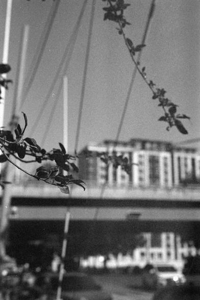 Ilford HP5 Plus 400 (FF)

Image 2 – Alt Text (English)

A black‑and‑white close‑up of a vine with several leaves in the foreground. The vine is sharply in focus. Behind it, out of focus, is a multi‑story building and a roadway or overpass with vehicles on it. The background appears urban, but details are softened by shallow depth of field. The contrast highlights the difference between the natural vine and the built environment.

Image 2 – Alt Text (Chinese)

一张黑白特写照片，前景是一根带叶子的藤蔓，清晰可见。背景模糊，可看到多…