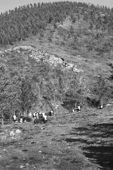 Ilford FP4 Plus 125 (FF)

English alt text
A black‑and‑white photograph showing a grassy hillside with several cows in the foreground. The cows are black and white and appear to be grazing or resting. Behind them, the hill rises steeply and is densely covered with trees, likely coniferous. A rocky outcrop is visible partway up the slope. The scene conveys a rural, natural environment.
中文替代文字
一张黑白照片，前景是几头黑白相间的牛，正在草坡上吃草或休息。后方的山坡较陡，覆盖着密集的树木，可能是针叶林。山坡中部有一处裸露的岩石。整体呈现出乡村和自然的环境。