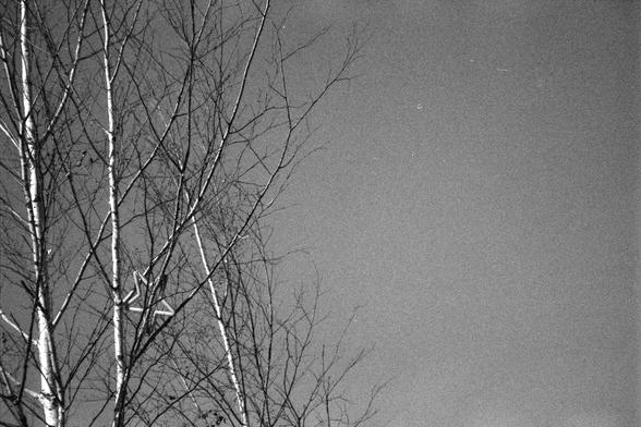 Ilford FP4 Plus 125 (FF)

Image 1 – English Alt Text
A black‑and‑white photograph showing several leafless trees on the left side of the frame. Their thin branches extend upward and outward against a blank sky that occupies the right side. Among the branches, a small star‑shaped object is visible, positioned slightly above the center. The scene is quiet and minimal, with strong contrast between the dark branches and the pale sky.
Image 1 – 中文替代文字
一张黑白照片，画面左侧是几棵没有树叶的树，细长的树枝向上和向外伸展。右侧是空白的天空，占据了大部…