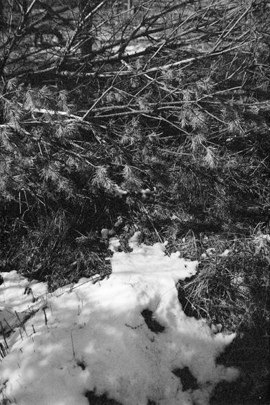 Ilford FP4 Plus 125 (FF)

Image 2 – English Alt Text
A black‑and‑white outdoor scene with snow covering the ground. Patches of grass and small twigs protrude through the snow in the foreground. Behind them, dense branches from a coniferous tree fill much of the background, with needle‑like leaves creating a textured pattern. The contrast between the bright snow and the dark branches is prominent.
Image 2 – 中文替代文字
一张黑白的户外场景照片。前景是被积雪覆盖的地面，部分草丛和细小树枝从雪中露出。背景由密集的针叶树枝构成，针状叶片形成明显的纹理。画面中明亮的雪与深色的树枝形成强烈对…