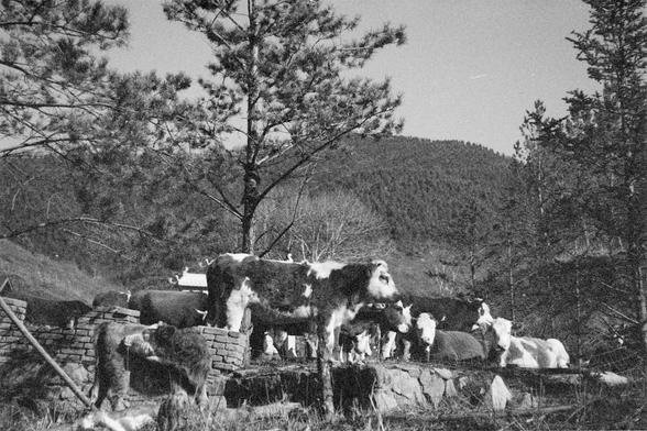 Ilford FP4 Plus 125 (FF)

English alt text
A black‑and‑white photo of several cows standing on a stone and brick platform in a rural, mountainous area. The cows vary in color and size. Surrounding them are tall pine trees, and behind them are forested hills under a clear sky. The setting appears natural and agricultural.
中文替代文字
一张黑白照片，几头牛站在由石头和砖块搭建的平台上，位于山区的乡村环境中。牛的颜色和体型各不相同。周围是高大的松树，背景是森林覆盖的山坡和晴朗的天空。场景呈现自然的农牧氛围。