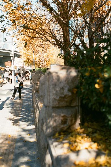 Lucky  C200 (FF)
English:

A pedestrian walkway lined with trees whose leaves are turning yellow, suggesting autumn. A person is walking towards the camera, wearing a hat and carrying a bag. The path is paved with bricks, and there are stone barriers on one side. The background includes modern buildings and a clear sky.
Chinese:

一条两侧种有树木的人行道，树叶已经变黄，表明是秋季。一个人向着镜头走，戴着帽子，背着包。道路由砖块铺成，一侧有石头护栏。背景是现代建筑和晴朗的天空。