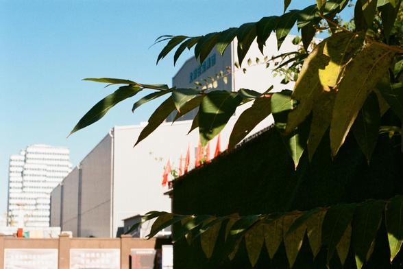 Lucky  C200 (FF)
English:

A view of a building and a clear blue sky, partially obscured by green leaves from a tree branch in the foreground. The building is light-colored, and there are some red flags visible on a rooftop in the background. The leaves are large and glossy, casting shadows on the scene.
Chinese:

一棵树的绿色枝叶部分遮挡住视线，前景是树枝和叶子，背景是一栋浅色建筑和晴朗的蓝天。建筑物的屋顶上有几面红色旗帜。树叶较大且有光泽，阳光下投射出影子。