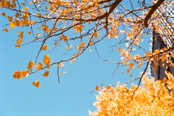 Lucky  C200 (FF)
English:

Branches of a tree with yellow autumn leaves against a clear blue sky. The leaves are sparse, and the branches are clearly visible, creating a contrast with the sky.
Mandarin Chinese:

黄色秋叶的树枝映衬在明朗的蓝天下。树叶稀疏，枝条清晰可见，与天空形成对比。