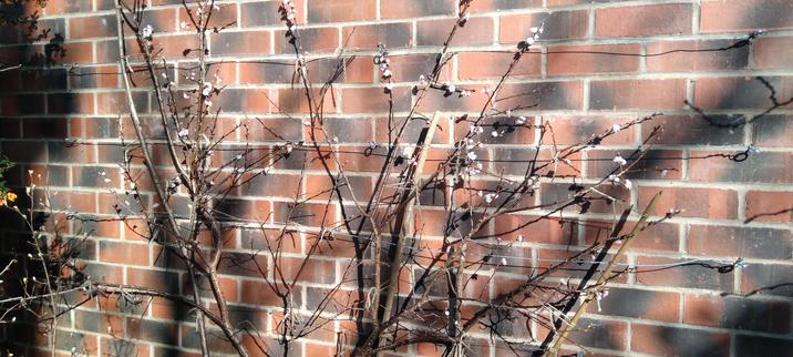 Fan trained apricot growing against a W facing wall.