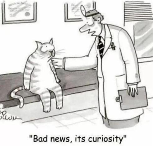 Single panel comic.
A cat is sitting on a bench and a Vet is consoling it with a hand on its shoulder, saying, “Bad news, it’s curiosity.”