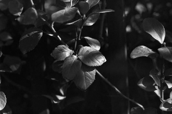 Ilford FP4 Plus 125 (FF)
English: A black-and-white close-up photograph of a plant with broad, glossy leaves. The leaves are prominently lit, creating a contrast between the light and shadow areas. The background is dark, emphasizing the plant's foliage.

中文: 这是一张黑白特写照片，照片中是一株拥有宽大、有光泽叶子的植物。叶子被光线照亮，形成光影对比。背景较暗，突出了植物的叶子。