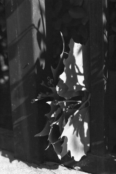 English: A black-and-white photograph showing the shadow of a plant cast on a textured wall. The plant's leaves create a distinct pattern of light and shadow on the wall, with the edges of the wall visible on both sides.

中文: 这是一张黑白照片，照片中一株植物的影子投射在有纹理的墙上。植物的叶子在墙上形成明显的光影图案，墙的两边边缘清晰可见。