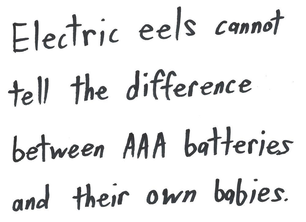 Electric eels cannot
tell the difference
between AAA batteries
and their own babies.