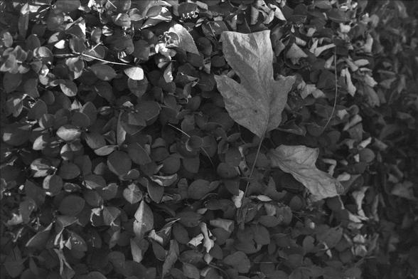 Ilford FP4 Plus 125 (FF)

English: A black-and-white photograph of a dense layer of fallen leaves covering the ground. One prominent leaf is lying among the others.
中文: 这是一张黑白照片，地面上覆盖着厚厚的一层落叶。其中有一片叶子躺在在其他落叶中间，格外显眼。