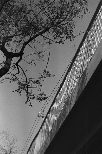 Ilford FP4 Plus 125 (FF)

English: A black-and-white photograph showing the branches of a tree in the foreground. The branches are bare with a few leaves. In the background, there is a curved elevated structure, possibly a bridge or an overpass, with vertical railings.
中文: 这是一张黑白照片，前景是一棵树的枝干，枝条上稀疏地长着一些叶子。背景中有一个弯曲的高架结构，可能是一座桥或高架路，带有垂直的栏杆。