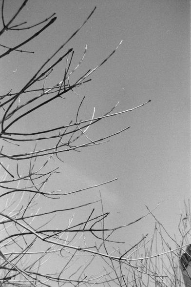 Ilford FP4 Plus 125 (FF)
English:

A black-and-white photograph of bare tree branches against a clear sky. The branches are intricate and spread out, creating a web-like pattern. The image focuses on the natural structure of the branches without any leaves.
Mandarin Chinese:

这是一张黑白照片，拍摄的是光秃的树枝映衬在清澈的天空下。树枝错综复杂，四处延伸，形成网状图案。照片聚焦于树枝的自然结构，没有叶子。