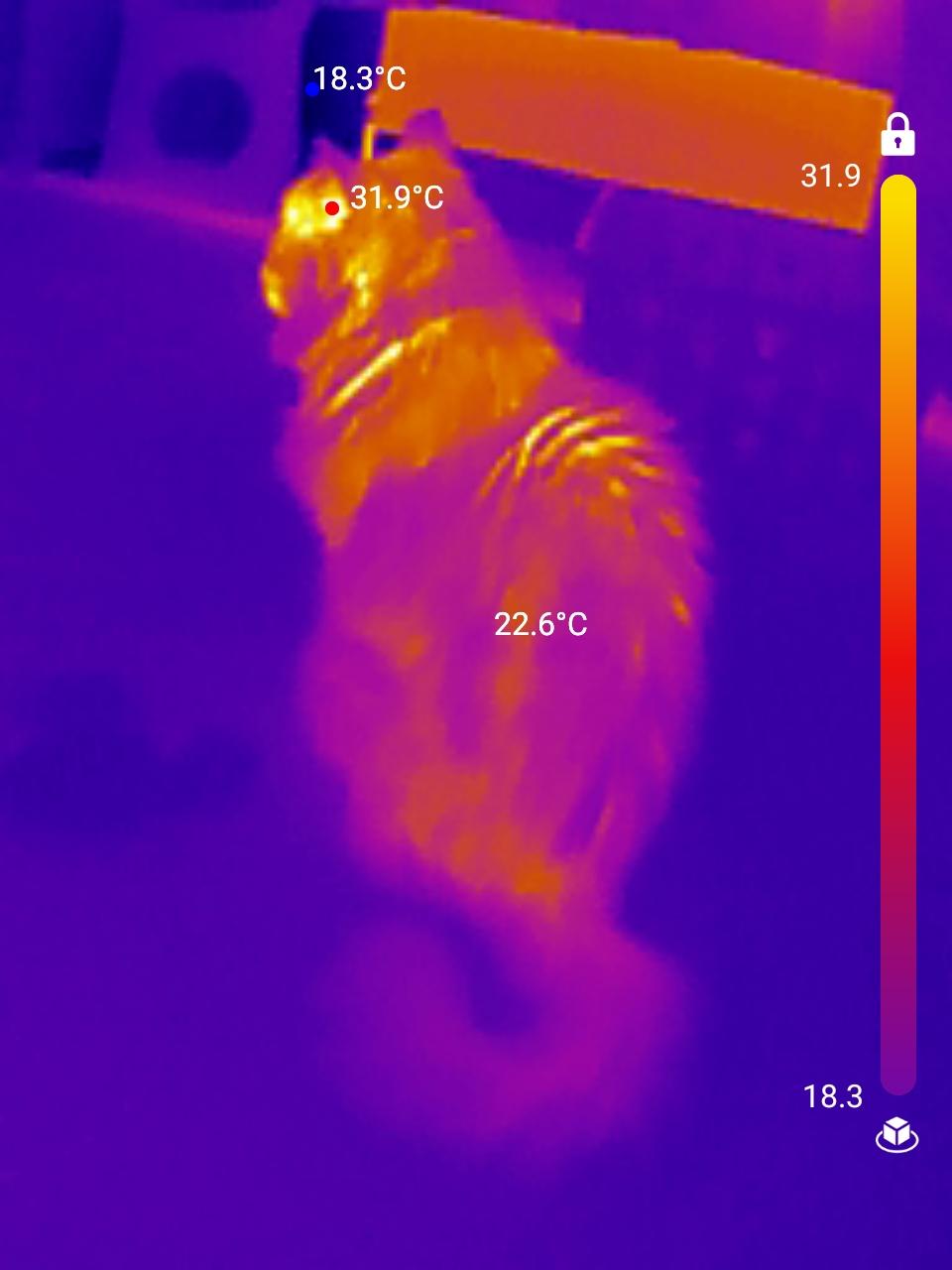 Baxter the floofy cat, in Infrared. Most of him is near background temperature, but heat is escaping though ruffles in his fur, his eyes and nose.