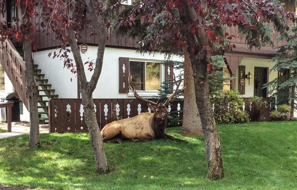 Photo. Shaded green lawn in foreground with two tree trunks framing an elderly bull elk reclining on the lawn. He’s looking to the right of the frame, face in 3/4 profile. His head and chest and what shows of his legs are dark brown, his side and back are a lighter brown, maybe a dark tan. I count 6, maybe 7 points on his antlers, which means he’s quite old, for an elk. In their second and sometimes third year they grow one spike, and then adding another spike every year when the whole rack reg…