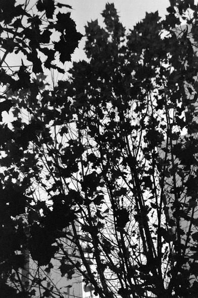 Ilford FP4 Plus 125 (FF)

##English

A high-contrast black-and-white photograph focusing on dense tree branches and leaves, silhouetted against a bright sky. The intricate patterns of the branches and leaves dominate the image.

##中文

一张高对比度的黑白照片，主体是茂密的树枝和树叶，以明亮的天空为背景形成剪影。树枝和树叶的错综图案主导了整个画面。