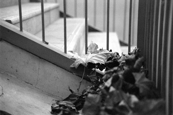 Ilford FP4 Plus 125 (FF)

English

A black-and-white photograph showing a cluster of dried leaves caught in the corner of a metal railing and a concrete ledge. The leaves are tangled among the vertical bars of the railing, and the background shows a paved area, possibly a sidewalk or a plaza.

中文

一张黑白照片，展示了一簇干枯的树叶被卡在金属栏杆和混凝土台阶的角落里。树叶缠绕在栏杆的垂直栏杆之间，背景是一个铺砌的区域，可能是人行道或广场。