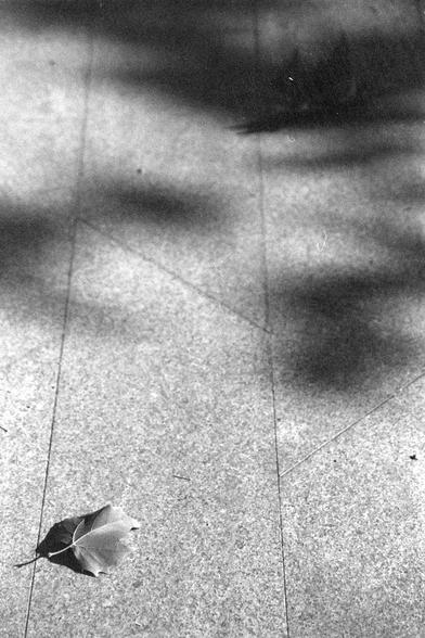 Ilford FP4 Plus 125 (FF)

English

A black-and-white photograph showing a paved surface with a single dried leaf lying on the ground. The leaf is positioned near the bottom center of the image. The pavement is composed of large rectangular tiles, and there are faint shadows cast across the surface.

中文

一张黑白照片，展示了一个铺砌的地面，地面上有一片干枯的叶子，位于图片底部中央。地面由大块矩形瓷砖组成，地面上有淡淡的影子。