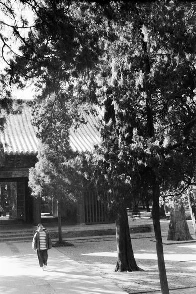 Lucky LUCKY SHD 400 (FF)

##English

A black and white photograph of a person walking under large trees in a park or garden. The person is wearing a striped shirt and a jacket, and is walking on a paved path. The trees are tall and provide shade, creating a peaceful atmosphere.

##中文

一张黑白照片，拍摄的是一个在公园或花园里大树下行走的人。这个人穿着条纹衫和外套，正走在铺砌的小路上。树木高大，提供阴凉，营造出宁静的氛围。