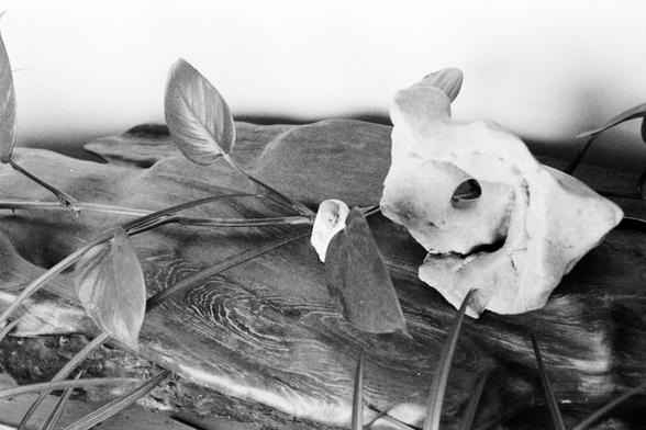 Lucky LUCKY SHD 400 (FF)

##English

A close-up black and white photograph of a dried plant. The main focus is on a large, textured stone with a hole in the center, surrounded by several other dried petals and leaves. The petals and leaves look fresh and curled, giving a sense of life.

##中文

这是一张黑白照片，特写拍摄的是一株干枯的植物或花朵。照片的主要焦点是一个带有中心孔洞的大型、质感明显的石头，周围环绕着几个花瓣和叶子。花瓣和叶子都有皱纹且卷曲，给人一种生命的感觉。