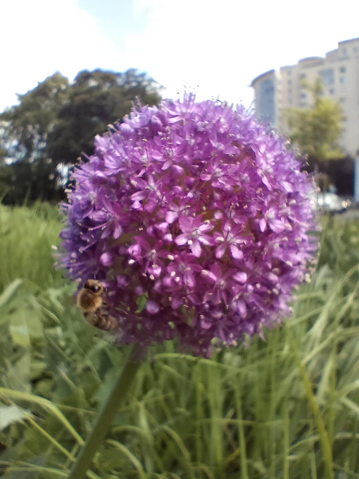 A close up of a bee siting on a flower the shape of a ball. It is purple and made up of many tiny flowers. The bee is climbing up. You can see the green lush grass and a tree and distant buildings in the background.