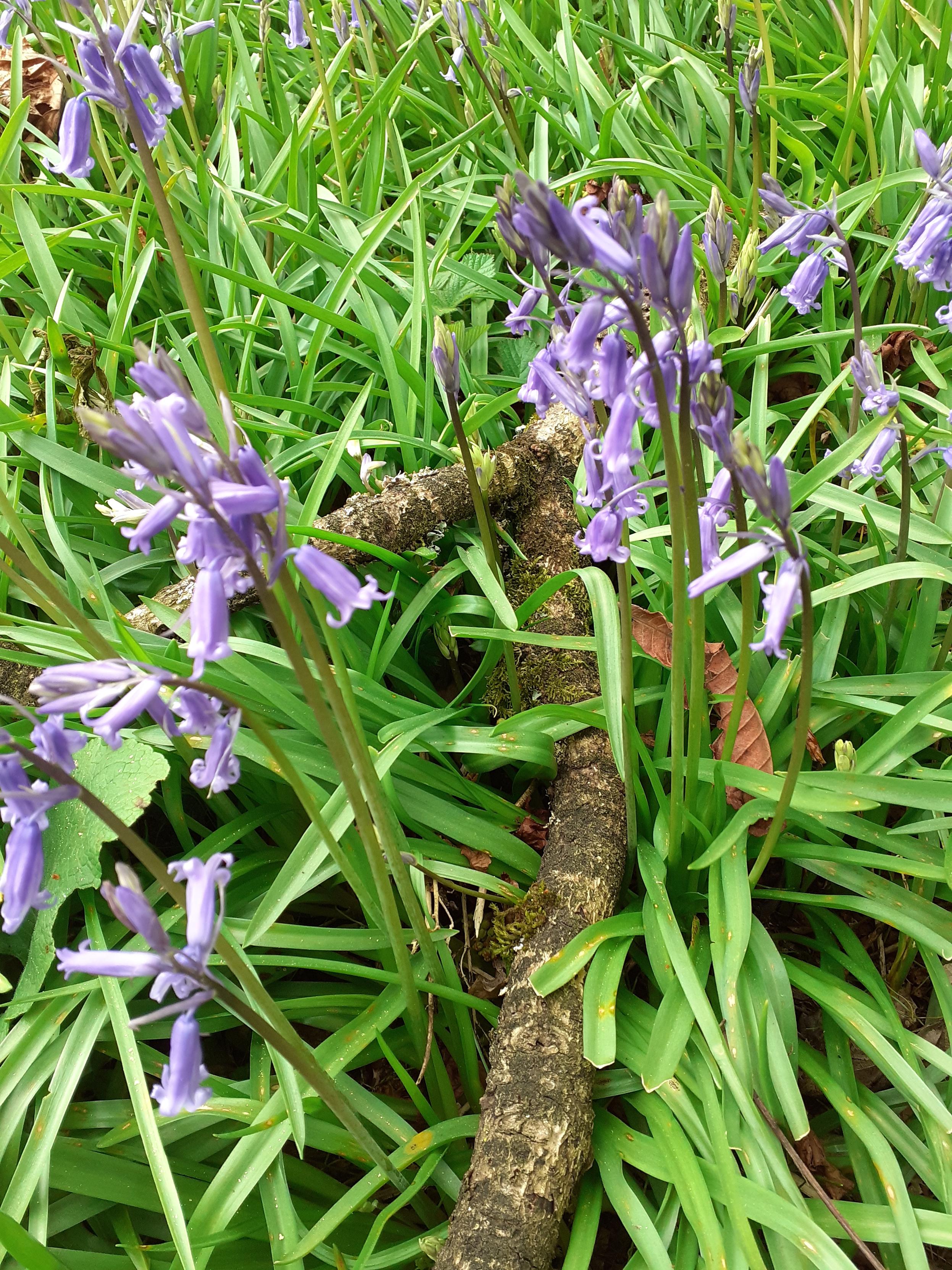 Bluebells flowering on woodland floor around a fallen branch.