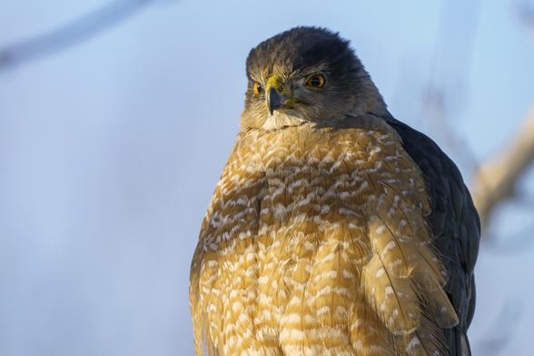 Closeup photo of a Coopers Hawk. Sunlit mottled brown and white breast feathers with a band of shadow across the upper half. Yellow eyes with black pupils glare on either side of its short hooked beak. The top of the head is a darker brown. Background is bright blue sky. This one is perched on a branch of a maple tree in my back yard. December 2022.