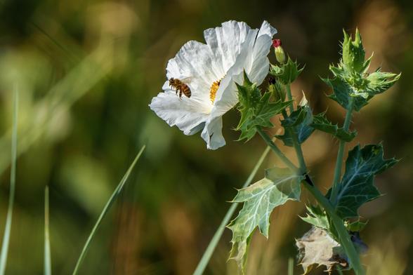 Photo of a brightly sunlit white prickly poppy blossom with a bee leaving it after loading up on nectar and pollen from the center of the flower. Sharp pointed leaves on the right side. More greenery out of focus in background. July 2023.