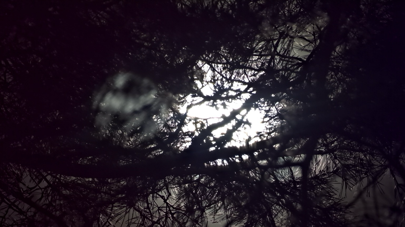 Branches in front of moon light