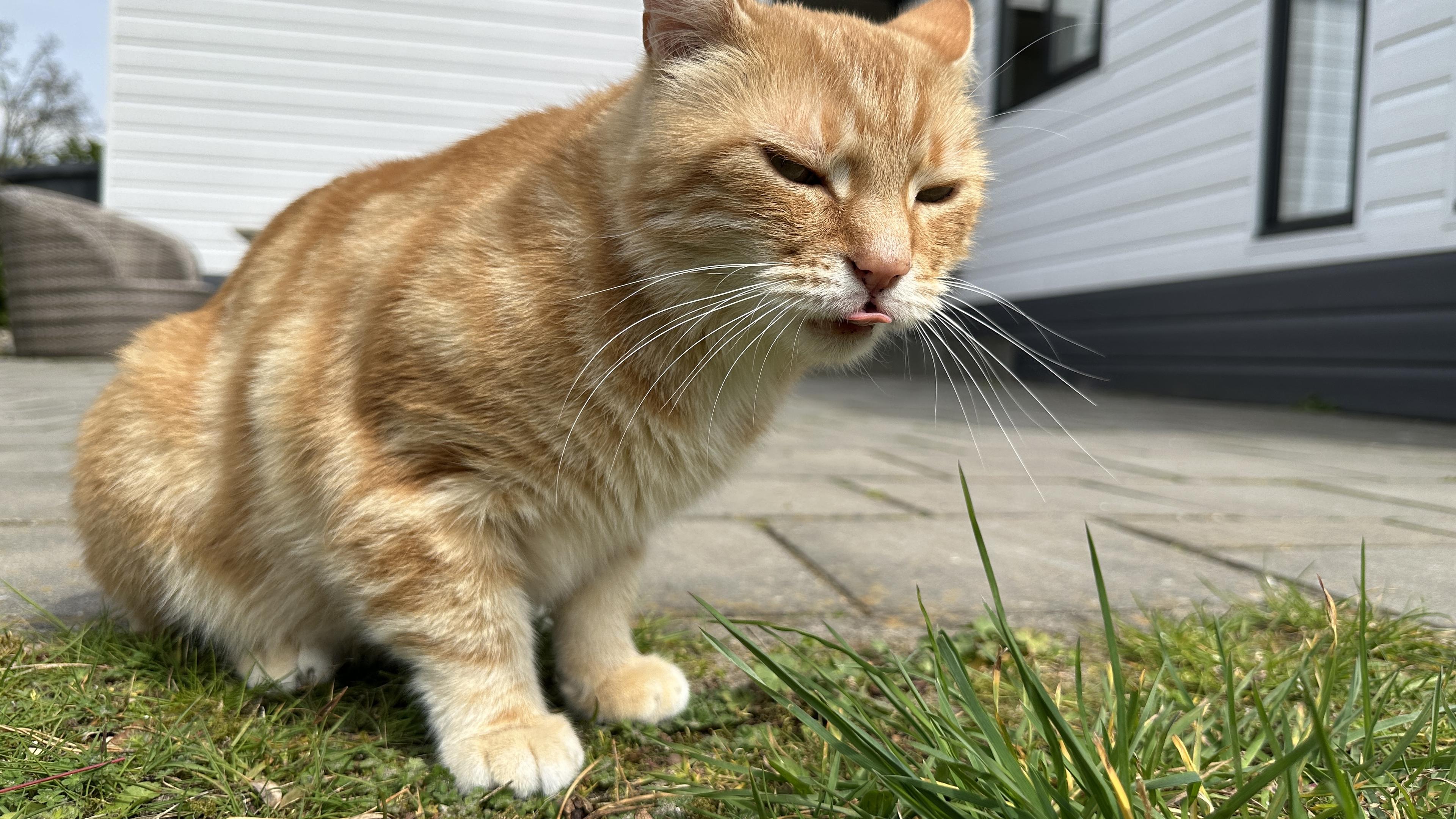 Washy sticking out his mlem